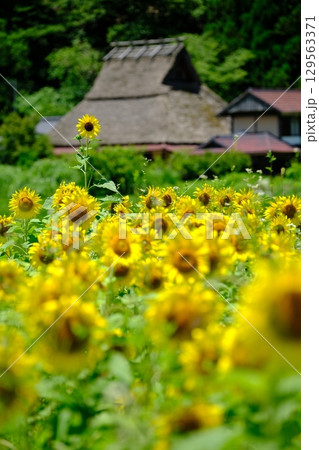 夏の花畑の美山の里 夏の花畑の美山の里 129563371