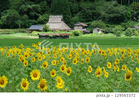 夏の花畑の美山の里 夏の花畑の美山の里 129563372