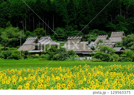 夏の花畑の美山の里 夏の花畑の美山の里 129563375