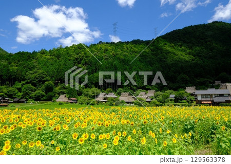 夏の花畑の美山の里 夏の花畑の美山の里 129563378