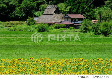 夏の花畑の美山の里 129563379