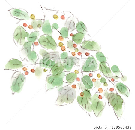 夏〜秋の植物、和風で愛らしいエノキの実の水彩画イラスト 129563435