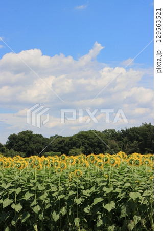 満開のひまわりと青空 129563521