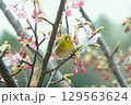 河津桜とメジロ 129563624