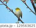 河津桜とメジロ 129563625
