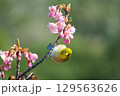 河津桜とメジロ 129563626