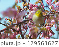 河津桜とメジロ 129563627