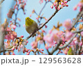 河津桜とメジロ 129563628
