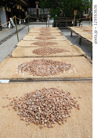 北野天満宮の梅の天日干し 129563636