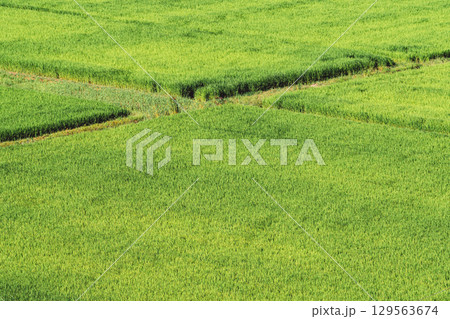 田んぼのある夏の風景 生育中の稲 フィルム調 田んぼのある夏の風景 生育中の稲 フィルム調 129563674