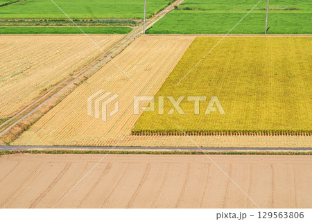 夏の田んぼの風景 進む早場米の刈り入れ　b-3 フィルム調 129563806