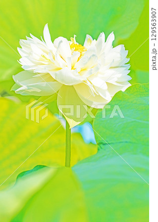 家の周りの草花 四季の色々 初夏 美しい白い大輪のハスの花咲いていますの花 家の周りの草花 四季の色々 初夏 美しい白い大輪のハスの花咲いていますの花 129563907