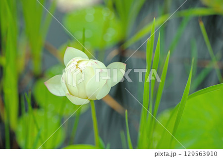 家の周りの草花 四季の色々 初夏 美しい白い大輪のハスの花咲いていますの花 家の周りの草花 四季の色々 初夏 美しい白い大輪のハスの花咲いていますの花 129563910