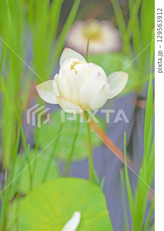 家の周りの草花 四季の色々 初夏 美しい白い大輪のハスの花咲いていますの花 家の周りの草花 四季の色々 初夏 美しい白い大輪のハスの花咲いていますの花 129563912