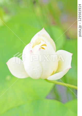 家の周りの草花　四季の色々　初夏　美しい白い大輪のハスの花咲いていますの花 129563914