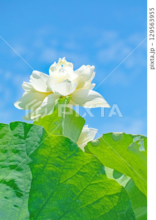 家の周りの草花 四季の色々 初夏の青空に向かって美しい白色白色のハスの花が咲いています 家の周りの草花 四季の色々 初夏の青空に向かって美しい白色白色のハスの花が咲いています 129563955