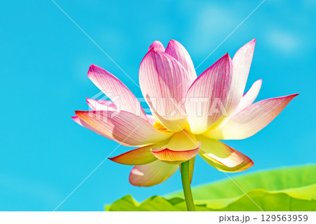 家の周りの草花 四季の色々 初夏の青空に向かって美しいピンクのハスの花が咲いています 家の周りの草花 四季の色々 初夏の青空に向かって美しいピンクのハスの花が咲いています 129563959