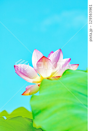 家の周りの草花 四季の色々 初夏の青空に向かって美しいピンクのハスの花が咲いています 家の周りの草花 四季の色々 初夏の青空に向かって美しいピンクのハスの花が咲いています 129563961