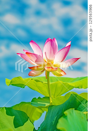 家の周りの草花 四季の色々 初夏の青空に向かって美しいピンクのハスの花が咲いています 家の周りの草花 四季の色々 初夏の青空に向かって美しいピンクのハスの花が咲いています 129563966