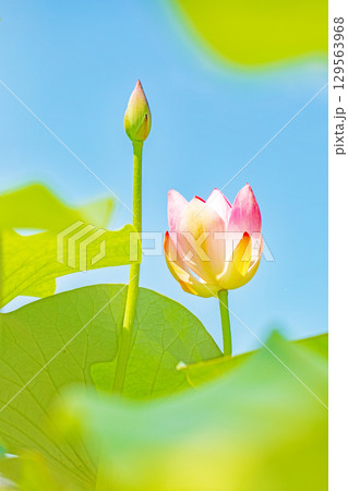 家の周りの草花 四季の色々 初夏の青空に向かって美しいピンクのハスの花が咲いています 家の周りの草花 四季の色々 初夏の青空に向かって美しいピンクのハスの花が咲いています 129563968