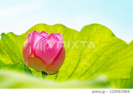 家の周りの草花 四季の色々 初夏の青空に向かって美しいピンクのハスの花が咲いています 家の周りの草花 四季の色々 初夏の青空に向かって美しいピンクのハスの花が咲いています 129563969