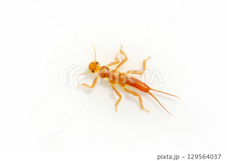 渓流で採集したオレンジ色のカワゲラ 渓流で採集したオレンジ色のカワゲラ 129564037