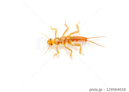 渓流で採集したオレンジ色のカワゲラ 129564038