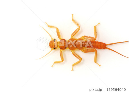 渓流で採集したオレンジ色のカワゲラ 渓流で採集したオレンジ色のカワゲラ 129564040