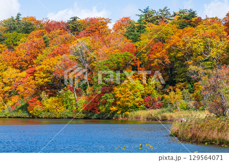 八幡平大沼（秋） 129564071