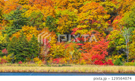 八幡平大沼（秋） 129564074