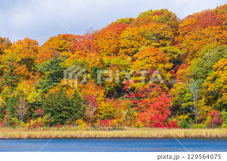 八幡平大沼（秋） 129564075
