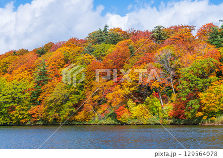 八幡平大沼（秋） 129564078