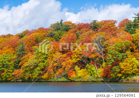 八幡平大沼（秋） 129564091