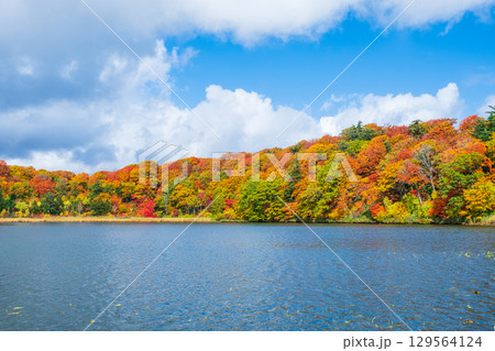 八幡平大沼（秋） 129564124