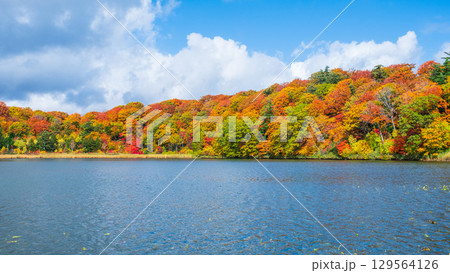 八幡平大沼（秋） 129564126