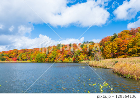 八幡平大沼（秋） 129564136