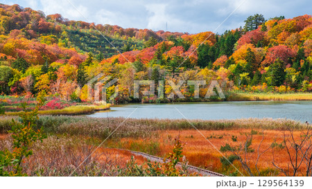 八幡平大沼（秋） 129564139