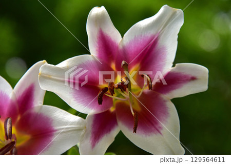 林間に咲く百合の花 129564611