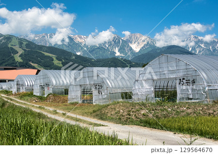 ビニールハウスと夏の白馬三山　長野県白馬村 129564670
