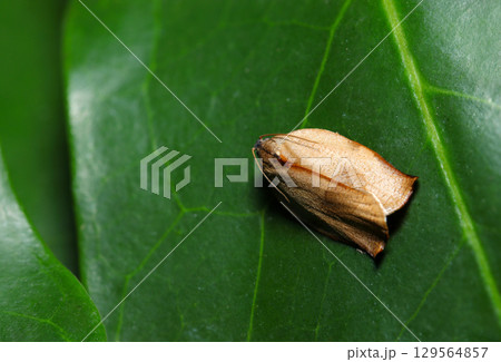 酷暑を避けるため暗い林の葉の上に小さなチャハマキ蛾成虫（自然環境下昆虫類ストロボマクロ撮影） 129564857