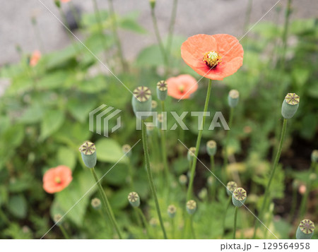 右上に配置したアップのナガミヒナゲシの花 129564958