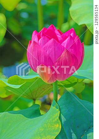 家の周りの草花　四季の色々　初夏の蓮沼に美しいピンクの大輪のハスの花が咲はじめています 129565134