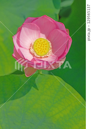 家の周りの草花　四季の色々　初夏の蓮沼に美しいピンクの大輪のハスの花が咲はじめています 129565137