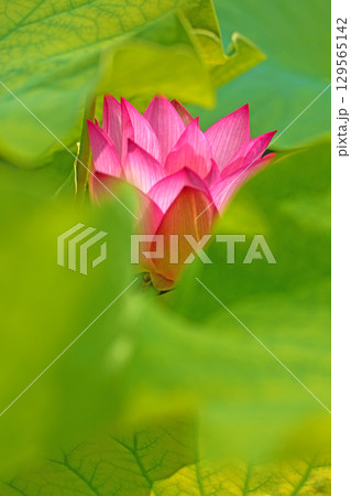家の周りの草花　四季の色々　初夏の蓮沼に美しいピンクの大輪のハスの花が咲はじめています 129565142