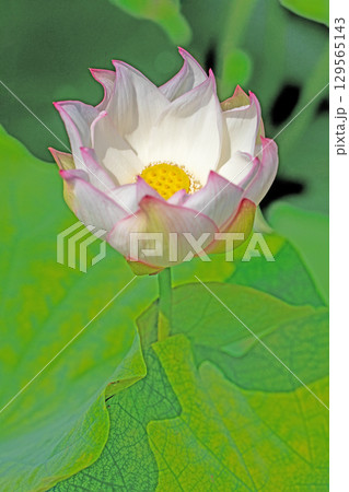 家の周りの草花 四季の色々 初夏の蓮沼に美しいピンクの大輪のハスの花が咲はじめています 家の周りの草花 四季の色々 初夏の蓮沼に美しいピンクの大輪のハスの花が咲はじめています 129565143