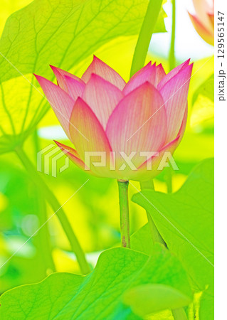 家の周りの草花　四季の色々　初夏の蓮沼に美しいピンクの大輪のハスの花が咲はじめています 129565147