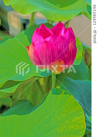 家の周りの草花 四季の色々 初夏の蓮沼に美しいピンクの大輪のハスの花が咲はじめています 家の周りの草花 四季の色々 初夏の蓮沼に美しいピンクの大輪のハスの花が咲はじめています 129565148