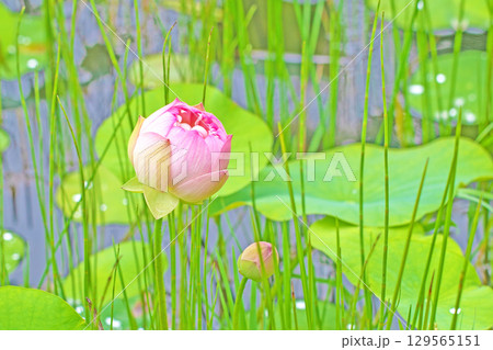 家の周りの草花 四季の色々 初夏の蓮沼に美しいピンクの大輪のハスの花が咲はじめています 家の周りの草花 四季の色々 初夏の蓮沼に美しいピンクの大輪のハスの花が咲はじめています 129565151