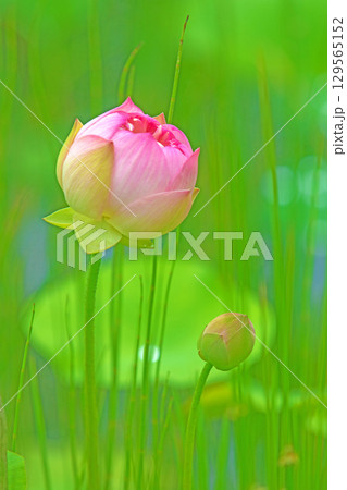 家の周りの草花　四季の色々　初夏の蓮沼に美しいピンクの大輪のハスの花が咲はじめています 129565152