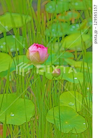 家の周りの草花 四季の色々 初夏の蓮沼に美しいピンクの大輪のハスの花が咲はじめています 家の周りの草花 四季の色々 初夏の蓮沼に美しいピンクの大輪のハスの花が咲はじめています 129565157